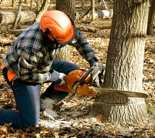 Tree Removal in Auburn, MA